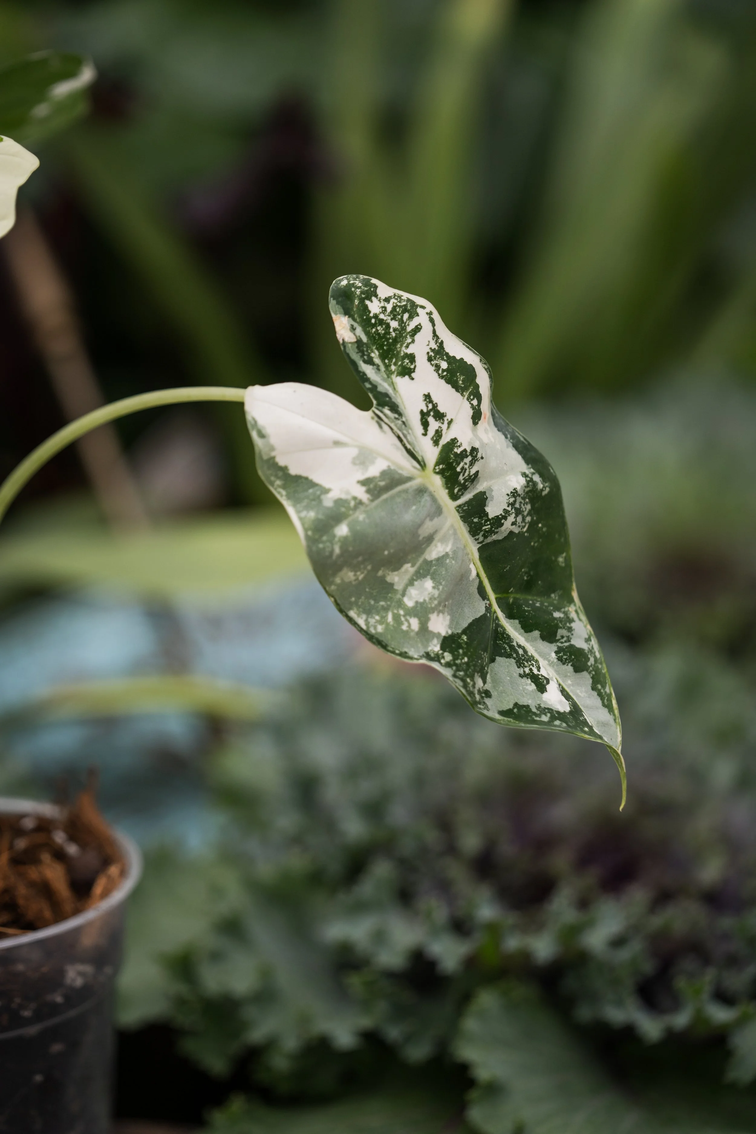 Alocasia Frydek Variegata — Wilson Plant Co